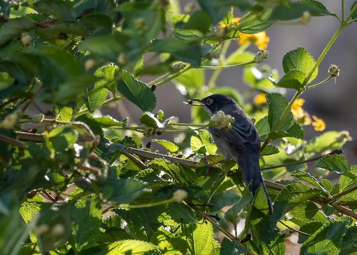 Dora's House 別荘 *