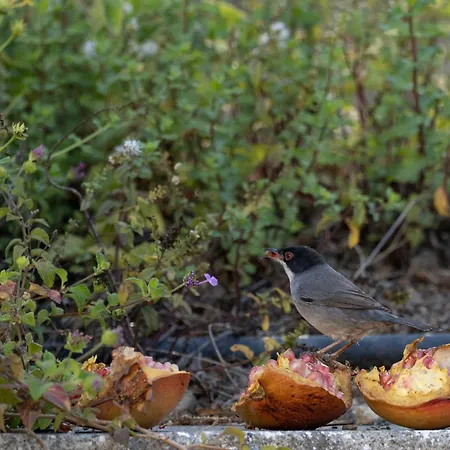 Casa vacanze Dora's House *