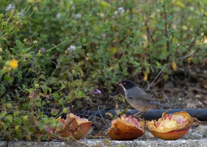 Nyaraló Dora's House *