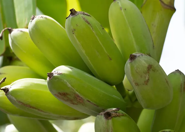 Vakantiehuis Dora's House