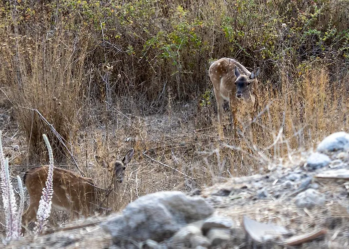 בית נופש Dora's House *
