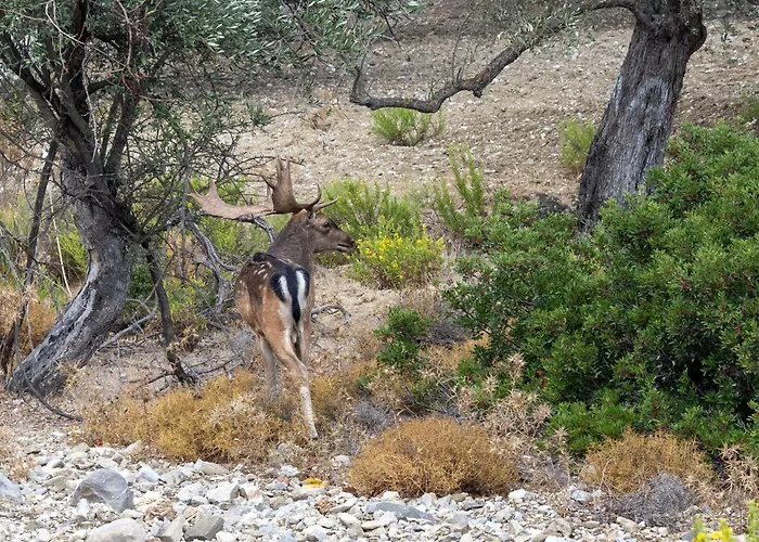 בית נופש Dora's House Istrios