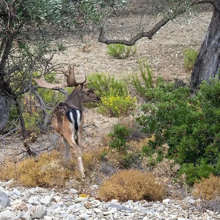 Σπίτι διακοπών Dora's House Istrios